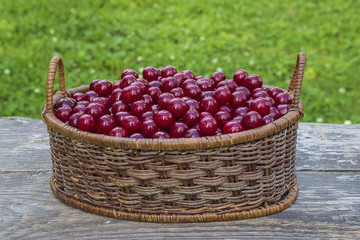 summer delicious/wicker basket with sweet cherries on rustic background outdoors