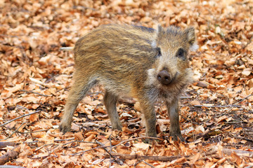 Naklejka premium Beautiful wild boar (Sus Scrofa) in national park Het Aardhuis at the Hoge Veluwe in the Netherlands