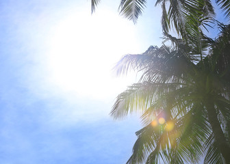 Fototapeta na wymiar Green palms against blue sky at tropical resort