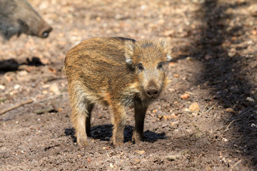 Beautiful wild boar (Sus Scrofa) in national park Het Aardhuis at the Hoge Veluwe in the Netherlands