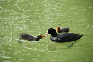 Les airelles du lac d'ailette