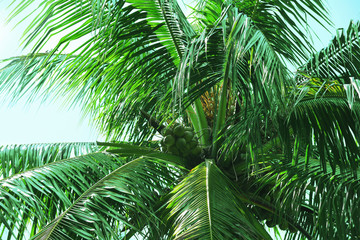 Fototapeta na wymiar Tropical coconut palm against blue sky