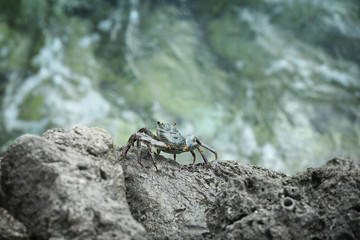 Small crab on rock at sea resort
