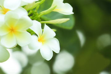 Fototapeta na wymiar Beautiful tropical plumeria flowers outdoors