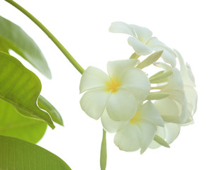 Obraz premium Beautiful tropical plumeria flowers on white background