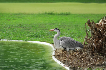 Exotic bird near artificial pond in green park