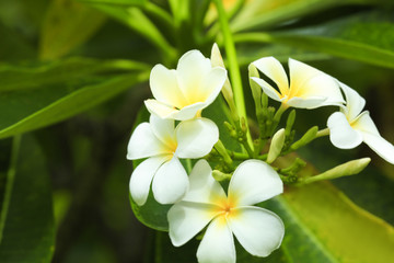 Obraz na płótnie Canvas Beautiful tropical plumeria flowers outdoors