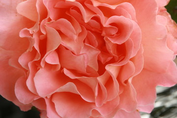 Fototapeta premium Rosen