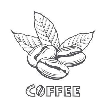 illustration of coffee branch and beans