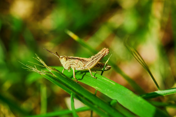 Insect yellow grasshopper sits on a green grass, summer landscape,  closeup, macro