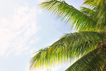 Fototapeta premium Tropical coconut palm against blue sky