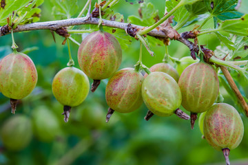 Ripe gooseberry berries on a bush closeup, summer, landscape, horizontal