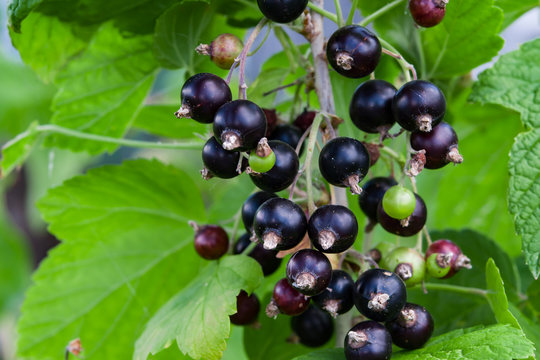 Ripe black currant berries on a bush closeup, summer, landscape, horizontal