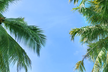 Tropical coconut palms against blue sky