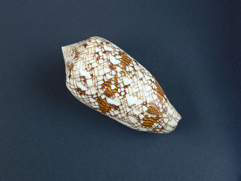 conchiglia di Conus textile - Collezione conchiglie