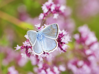 Fototapeta premium Blue butterfly on fragrant oregano on a meadow on a summer day, colorful floral background