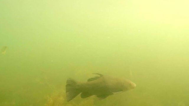 The Tench or Doctor Fish - Tinca tinca. Underwater footage from fish pond.