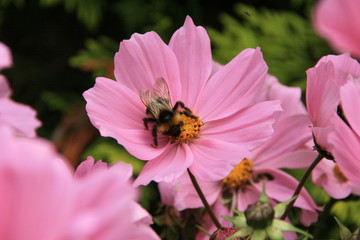 Blume mit Hummel