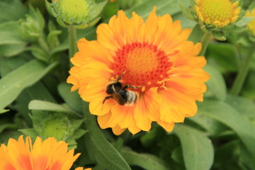Blume mit Hummel