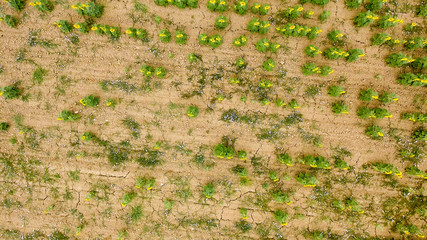 Overhead aerial view of beautiful sunflowers field