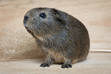 Neugieriges junges Meerschweinchen