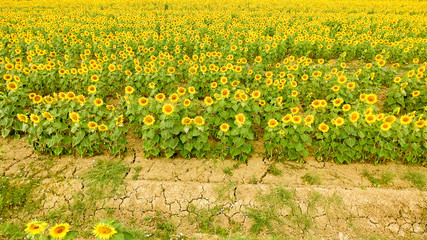 Obraz premium Aerial view of beautiful sunflowers field