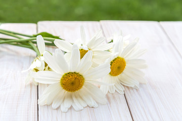 Image with daisies.