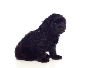 Beautiful Black Pekingese Dog