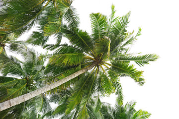 Tropical coconut palms on white background