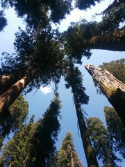 Sequoya Park