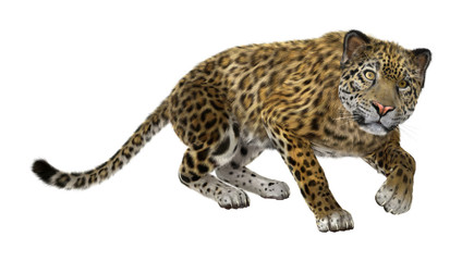 3D Rendering Big Cat Jaguar on White
