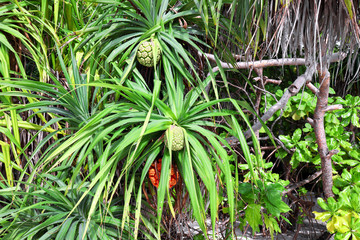 Tropical pandanus plants outdoors