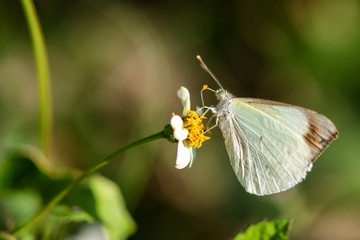 Common Pearl White Butterfly
