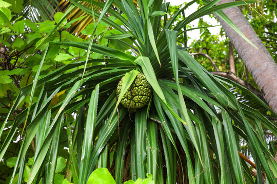 Tropical pandanus plant outdoors