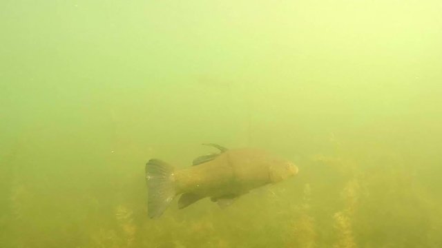 The Tench or Doctor Fish - Tinca tinca. Underwater footage from fish pond.