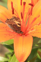 Obraz na płótnie Canvas Schmetterling in Lilie orange