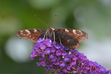Peacock butterfly or Aglais io on purple flower