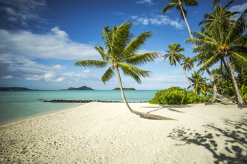 paysage de plage  tropicale, tahiti polynésie - obrazy, fototapety, plakaty