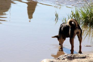 cane