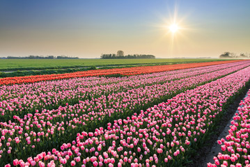 Beautiful colored tulip fields in the Netherlands in spring at sunset