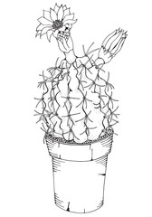 Hand drawn cactus with flowers. Doodle. Black and white. Coloring book page for adult. Linear botanical vector.