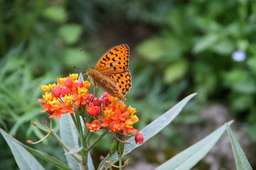 Schmetterling auf Blume