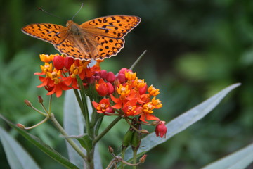 Obraz premium Schmetterling auf Blüte