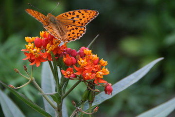 Schmetterling