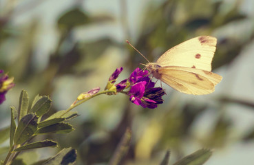kleiner Kohlweißling