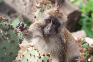 Javaneraffe