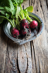 Bright Organic Dirty Radish Metal Plate Top View