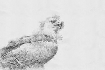 Eagle. Sketch with pencil