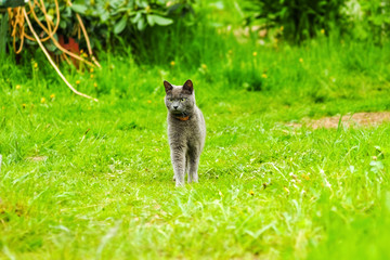 beautiful portrait of a Scottish fold cat