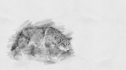Wolf. Sketch with pencil